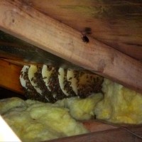 Bees In Roof