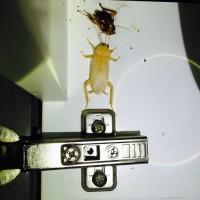 Albino Cockroach